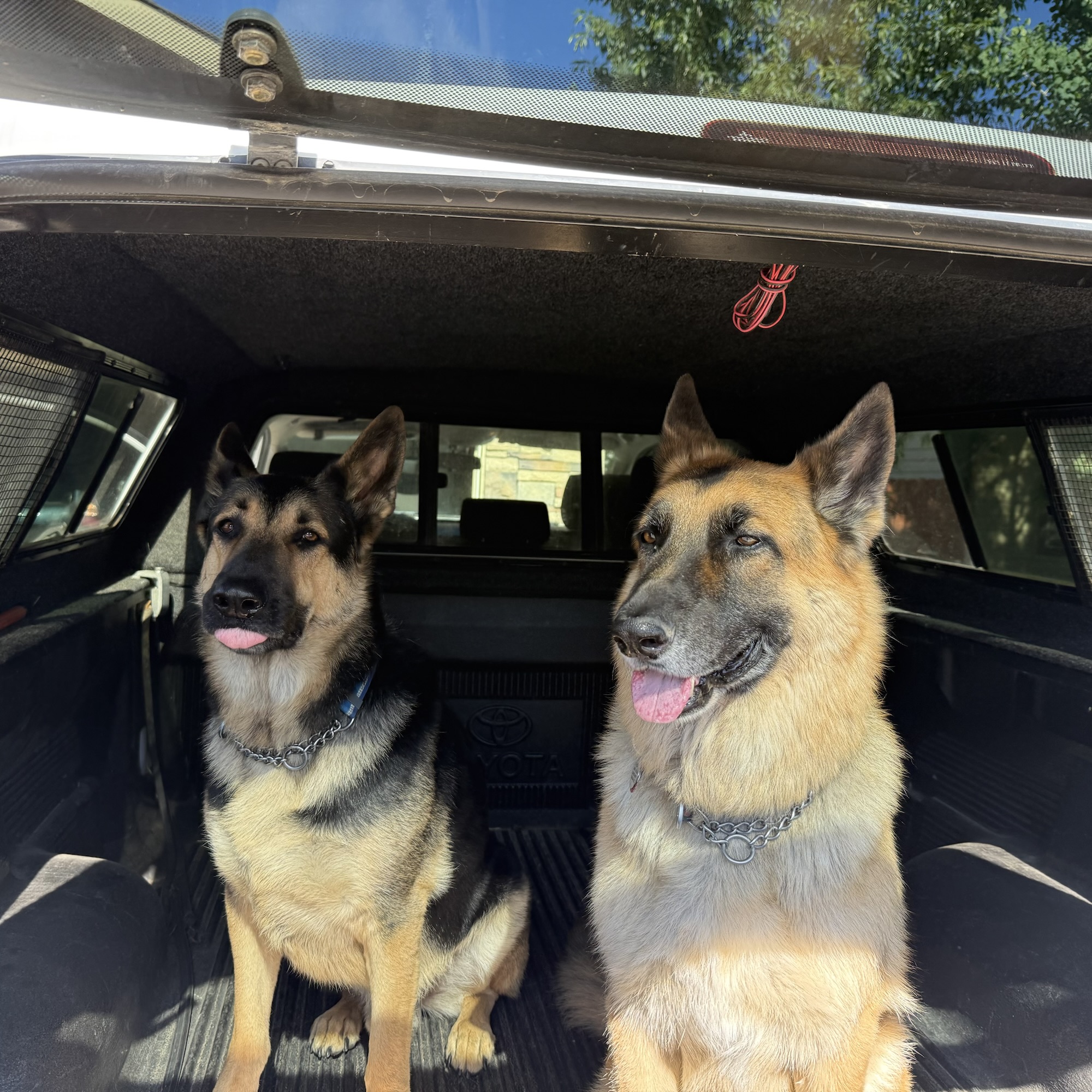German Sheperds